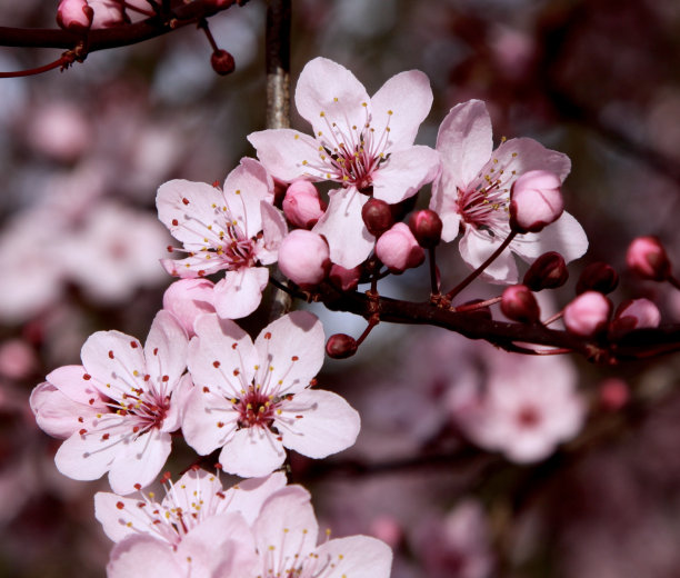 樱花盛开的特写图片下载