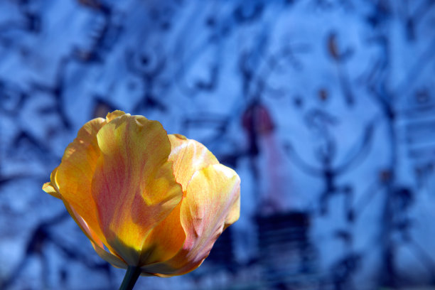 黄色郁金香图片下载