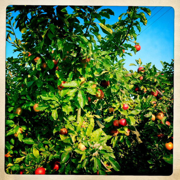 苹果树图片下载