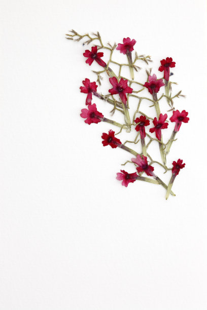 插花艺术图片下载