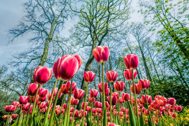 公园树下的红色郁金香花坛图片下载