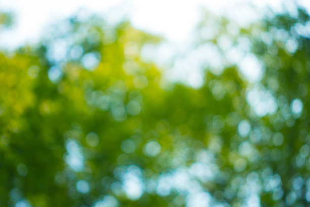 散景在阳光明媚的森林里图片下载