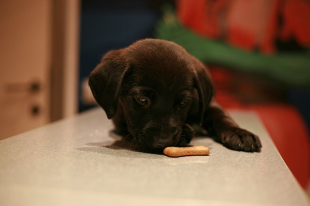 黑色寻回犬吃小狗图片下载