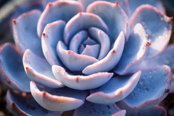 石竹属肉质植物特写素材图片