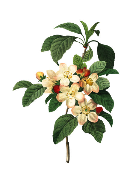 苹果花 | 雷杜德植物插图素材图片