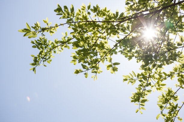 春天新叶图片下载