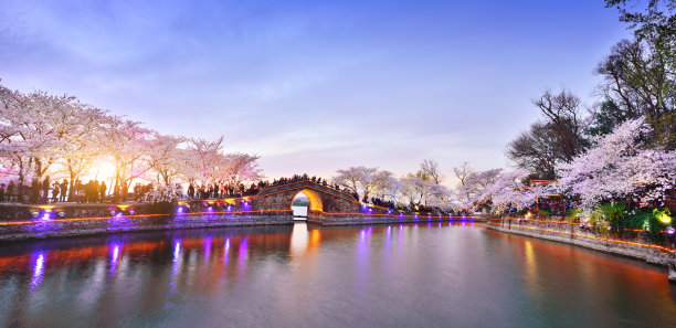 日本樱花图片素材ID：150186796