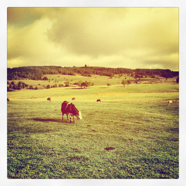 牛在牧场图片下载