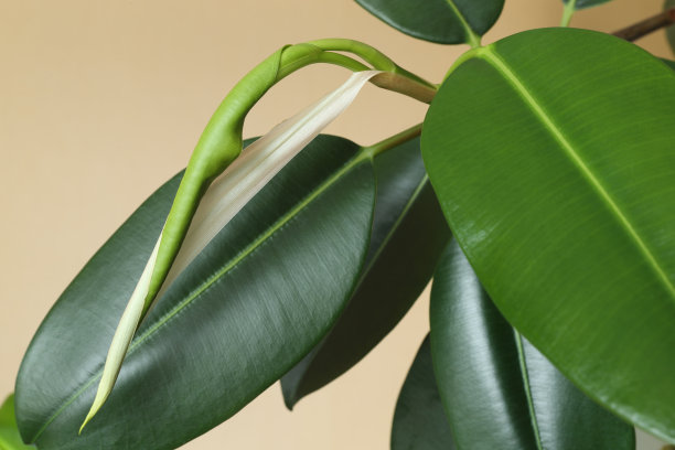 热带榕属植物素材图片