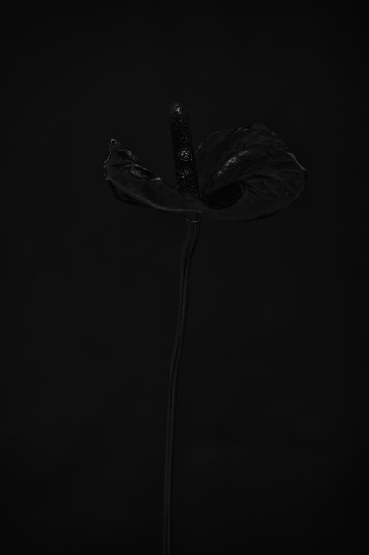 马蹄莲图片下载