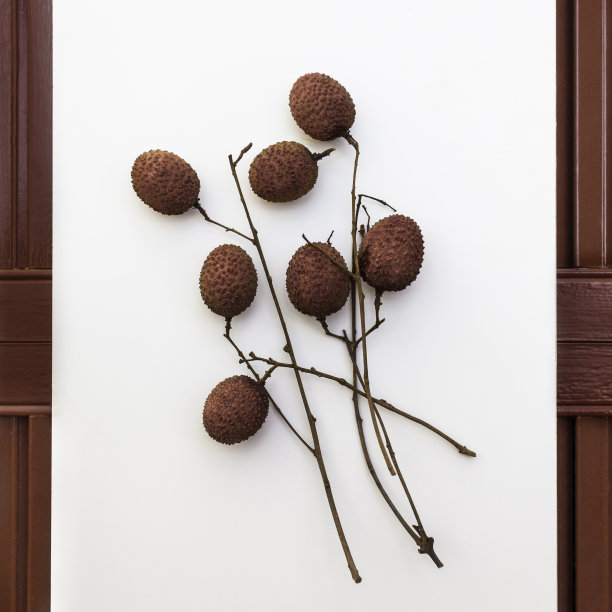 荔枝和茎-亚洲热带水果图片下载