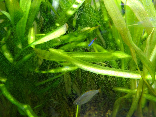 鱼缸里的热带鱼脏了，杂草丛生，玻璃上有水藻图片下载