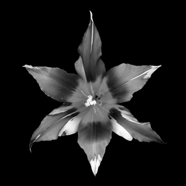 单色条纹郁金香孤立的黑色背景图片下载