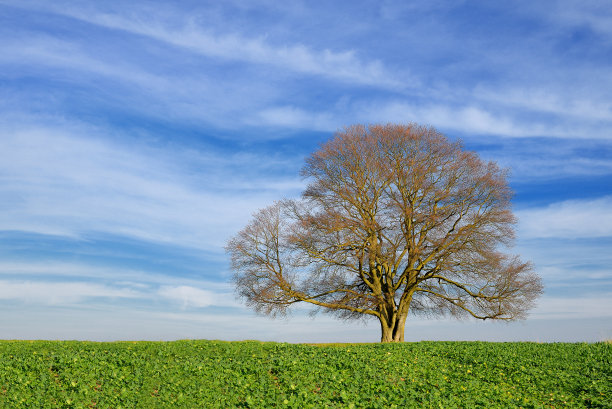单裸山毛榉树后的年轻油菜田在秋天图片下载