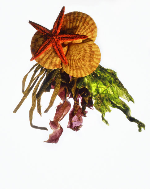 海带、扇贝和海星图片下载