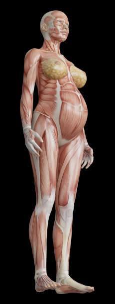 怀孕女性解剖图图片下载