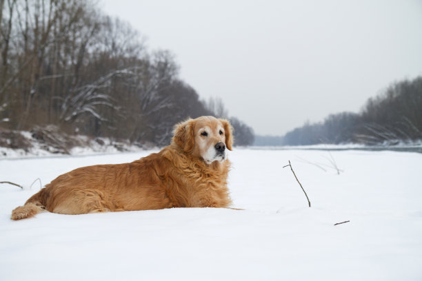 金毛猎犬躺在雪地里图片下载