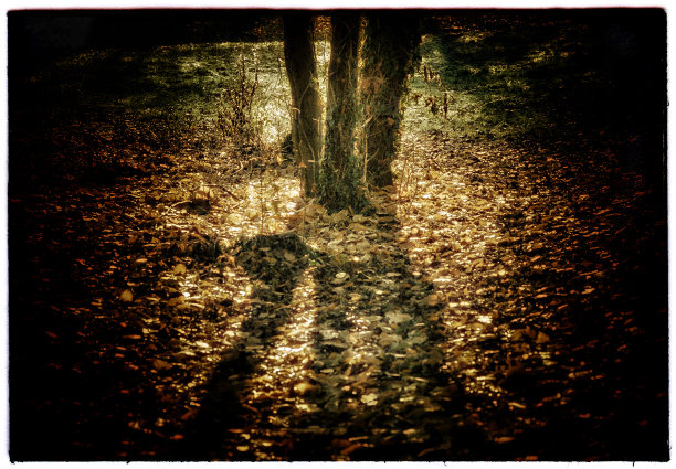 莱维斯图片下载