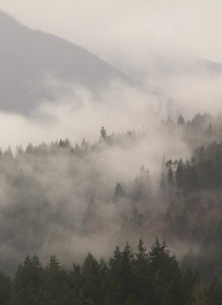 森林上空的雨云图片下载