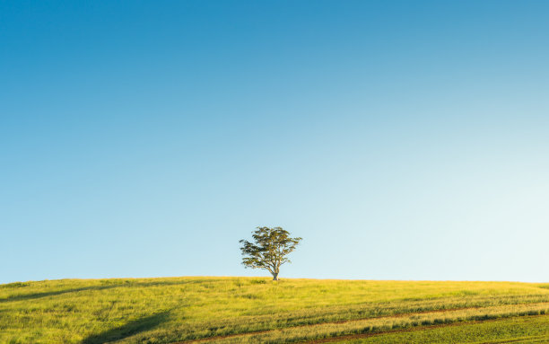 草山上的孤树图片下载