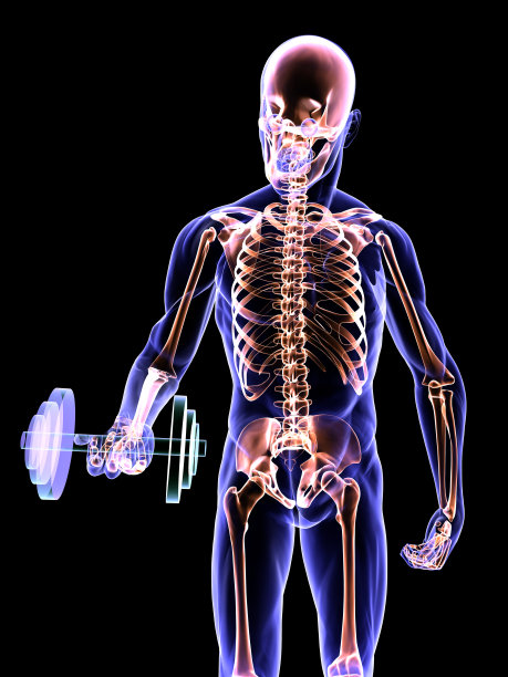 哑铃卷曲和骨骼系统图片下载