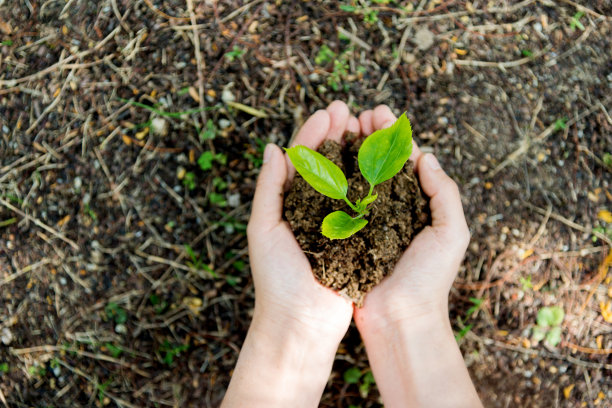 女人手里拿着一株小植物图片下载