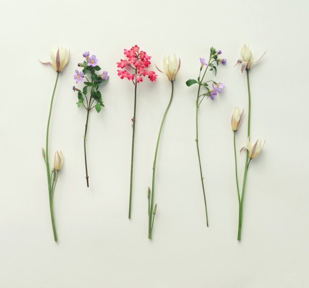 花朵主题的扁平风格构图素材图片