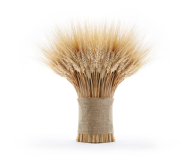 小麦照片素材ID：150308200