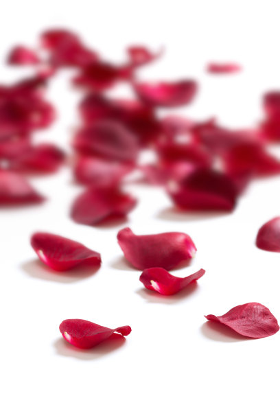 玫瑰花瓣图片下载