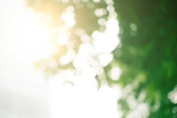 散景在阳光明媚的森林里图片下载