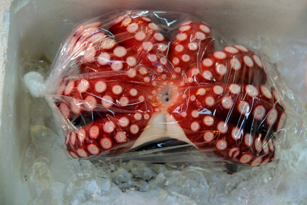 袋装的章鱼素材图片