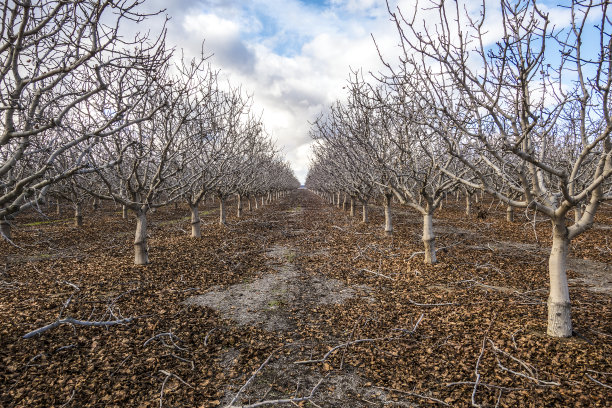 核桃农业素材图片
