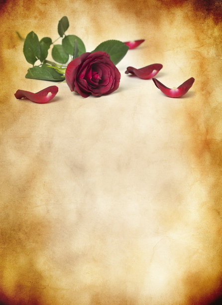 红玫瑰和旧纸图片下载