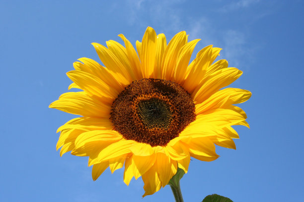 向日葵图片下载