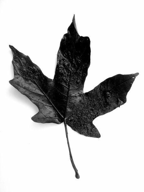 自然黑图片下载