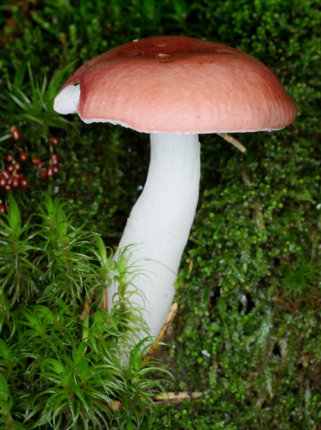 红色蘑菇图片下载