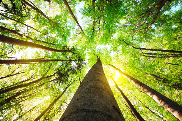 森林从波纹管图片下载