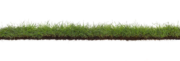 超大型草和根孤立图片下载