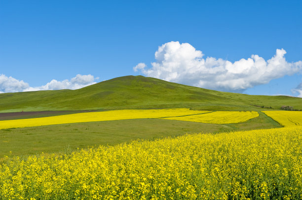 湛蓝天空下的黄花田图片下载