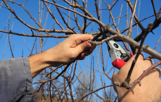 季节性修剪树木图片下载