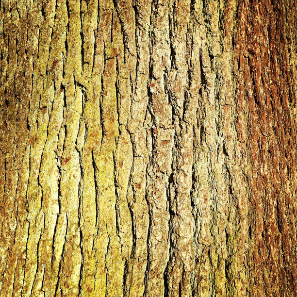 树皮图片下载