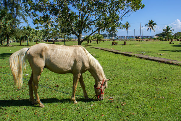 马在加勒比海图片下载