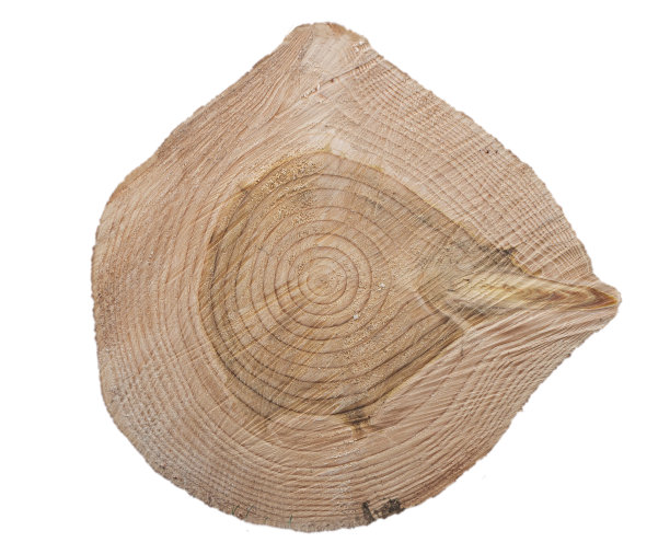 树的年轮图片下载