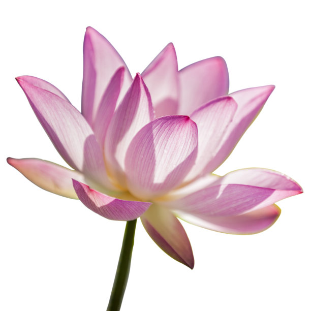 白色背景上的一朵莲花素材图片