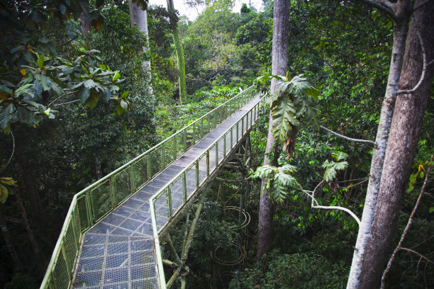 树冠走道图片下载