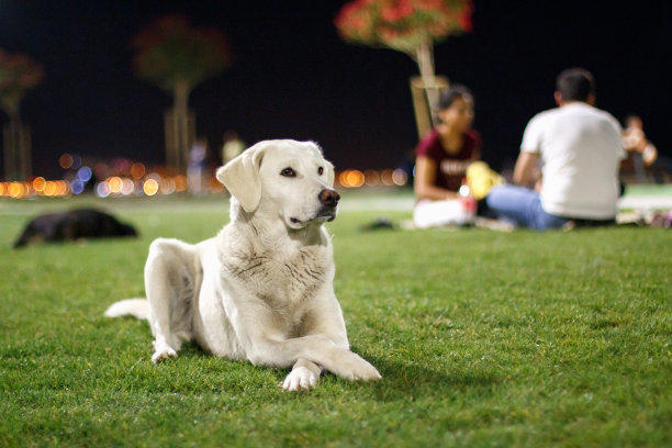 大街上的狗图片下载