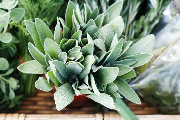 市场上的鼠尾草素材图片