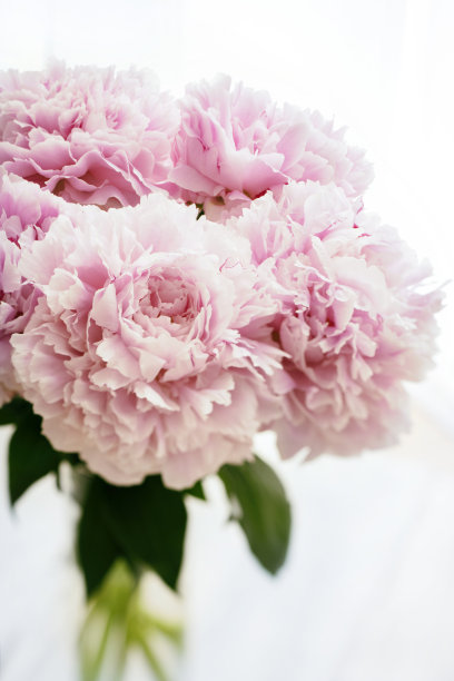 粉色的牡丹素材图片