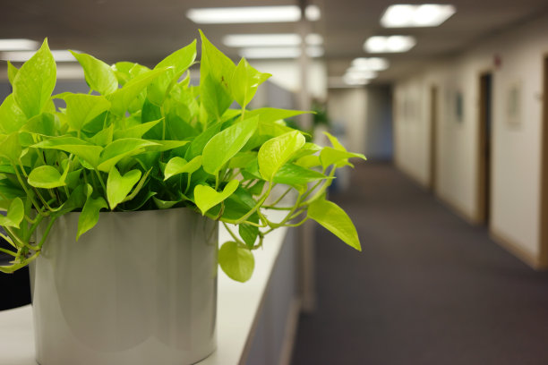 室内植物图片下载