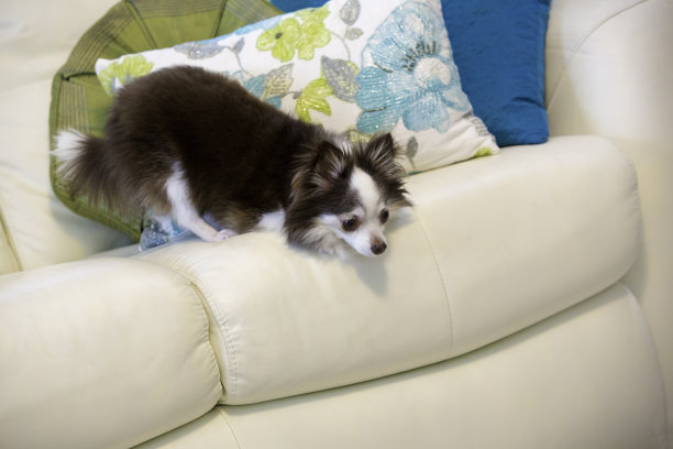 小吉娃娃正试图从沙发上跳下来图片下载